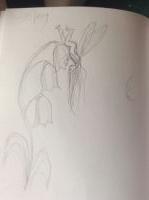 Bluebell fairy