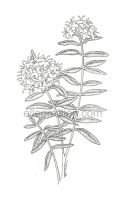 Labrador Tea