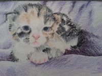 Cute Kitten