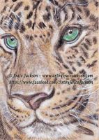 Wild Cat ACEO