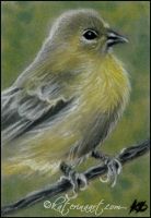Free Bird