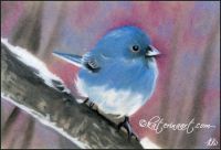 Birds of Beauty