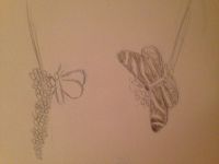 Butterfly Sketches