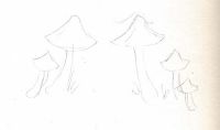 Mushroom Meadow