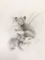 New Kittens!!!