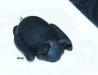 The Littlest bat