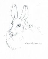 Silk-hare