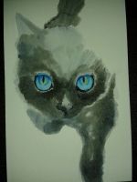 Blue Eyed Black Beauty