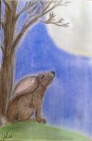 Moon Gazing