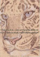 Wild Cat
