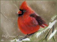 Cardinal in the snow