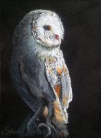 Wise Old Bird