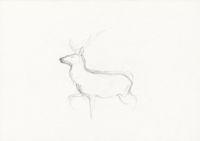 White stag