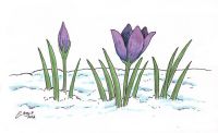 Crocus in the snow