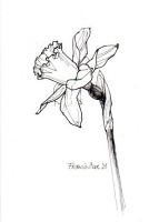 Daffodil
