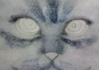 Russian Blue