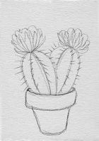 Cactus blossom