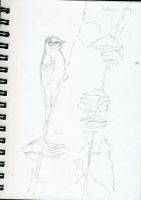 Woodpecker coloring page