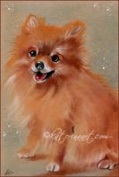 Pomerian