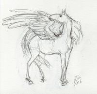 Black pegasus