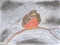 Ruffled Robin