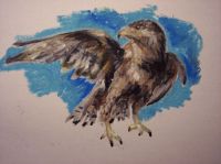 Hawk