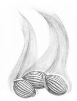 Sorrow Seeds
