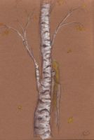 The birch sleeps
