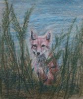 Fox Illustration