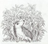 Hedgy hedgehog