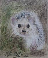 Little Hedgehog