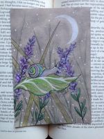 Wild Lavender
