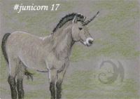 Przewalski Junicorn 17