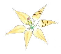 Tiger Lily