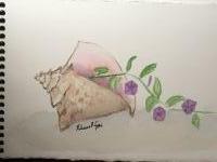Conch and Railroad Vine