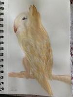 Griff