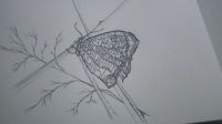 Butterfly Words