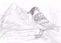 Jackdaw