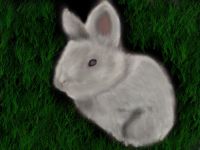 My fluffy bunny