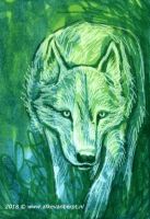 The white wolf