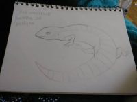 Skink