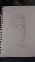 Enchanted Owl