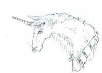 Snow-Unicorn in tack