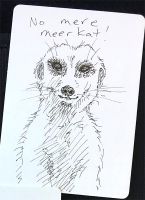 Not a mere meerkat...