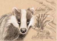 Badger