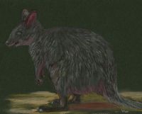 Quokka