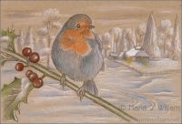 Robin In Winter