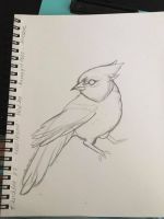 Bluejay