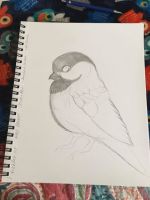 Chickadee