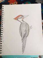 Woodpecker